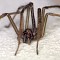 11. B03707 House spider